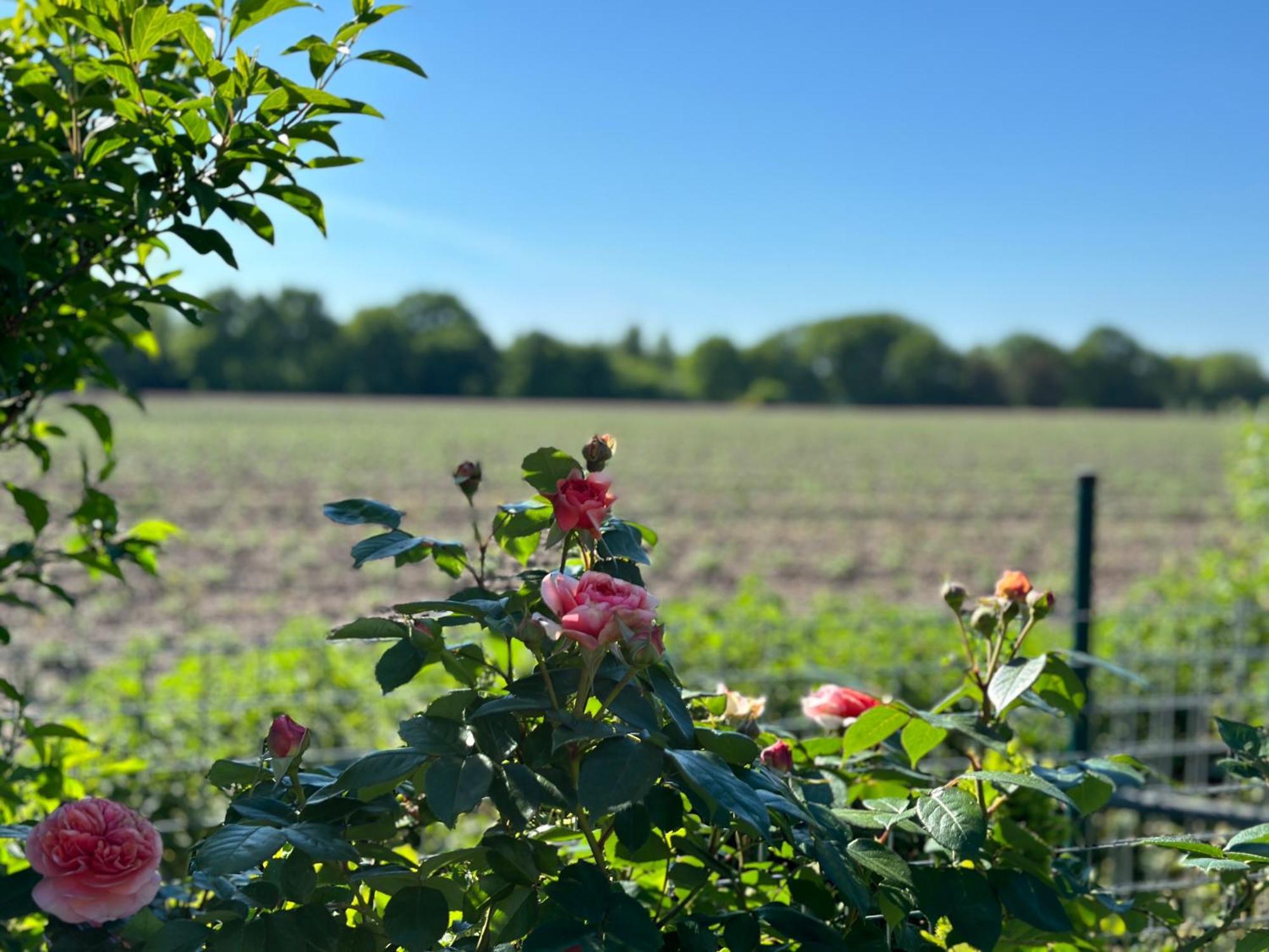 Schone Ferienwohnung Im Grunen - 5 Minuten Vom Schloss Dankern Entfernt Haren Buitenkant foto